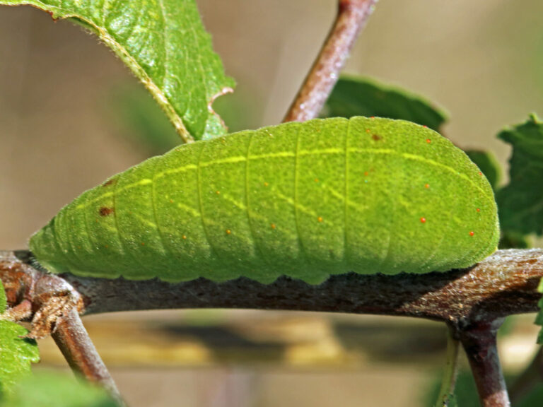 Iphiclides podalirius-08-5454