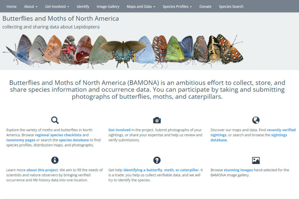 butterflies of north america